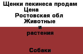 Щенки пекинеса продам › Цена ­ 4 000 - Ростовская обл. Животные и растения » Собаки   
